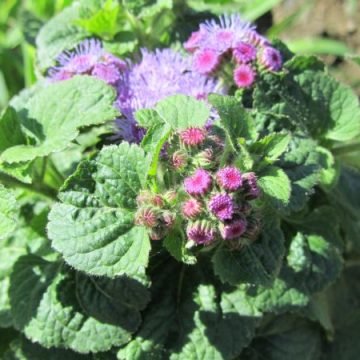Blue Mink Ageratum Seeds