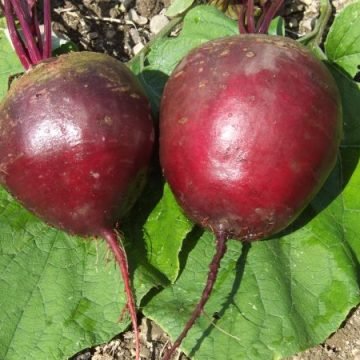 Feuer Kugel Beet Seeds
