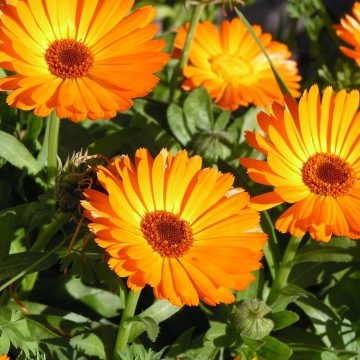 Orange Calendula Flower Seeds