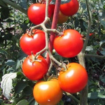 Sweet n Bright Tomato Seeds
