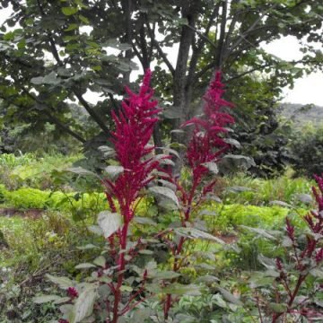 Burgundy Amaranth Seeds