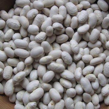 Drabo Soup Bean seeds