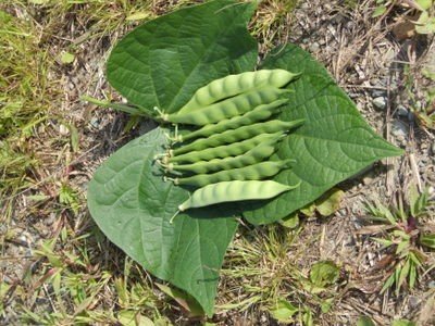 Aunt Adas Italian Bean Seeds