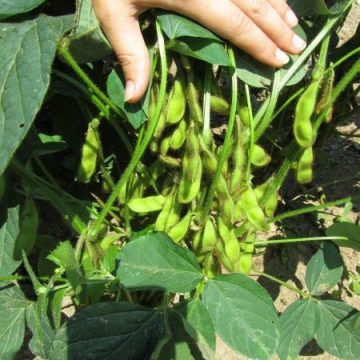 Davis Family Edamame Seeds