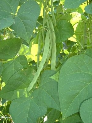 Early Riser Bean Seeds