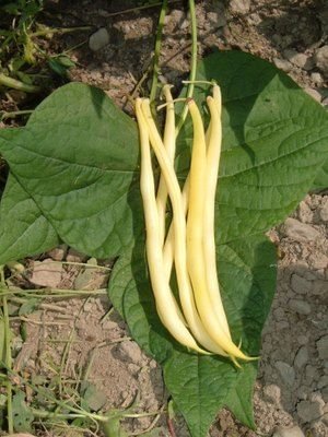 golden rocky bean seeds