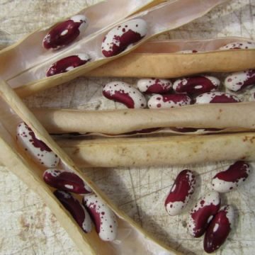 Jacobs Cattle Bean Seeds