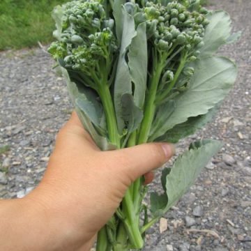 Piracicaba Broccoli Seeds