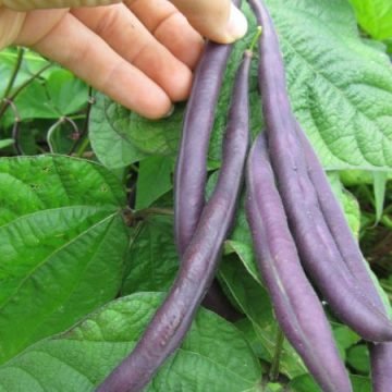 Royal Burgundy bean seeds