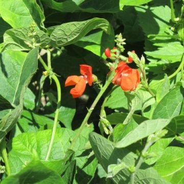 Scarlet Runner Bean Seeds