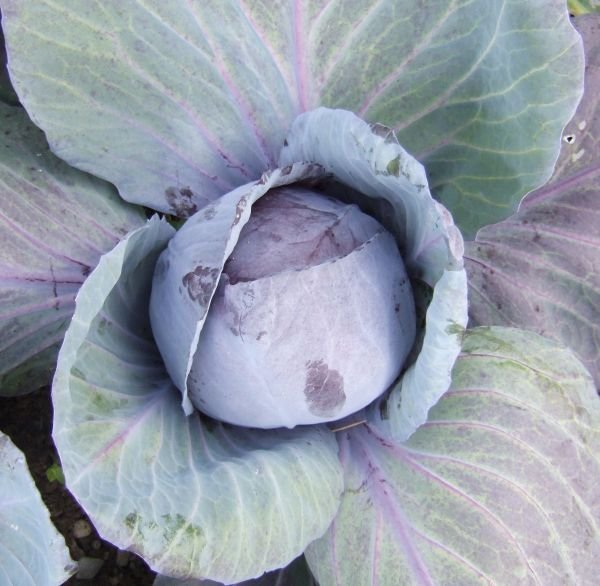 amarant red cabbage seeds