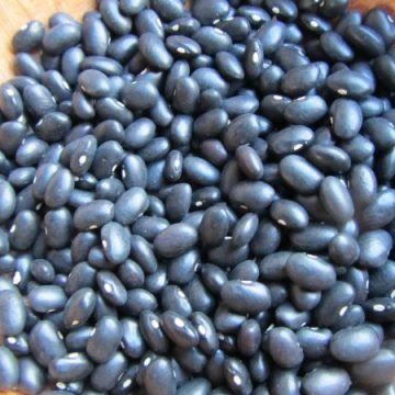 black turtle bean seeds