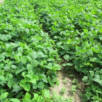 black valentine bean seeds