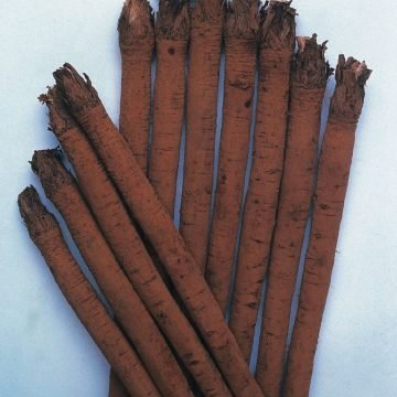 Takinogawa long burdock seeds