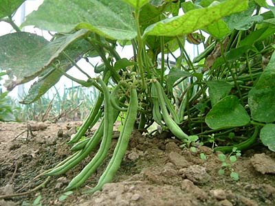 contender bush bean seeds