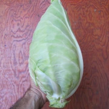 filderkraut green cabbage seeds