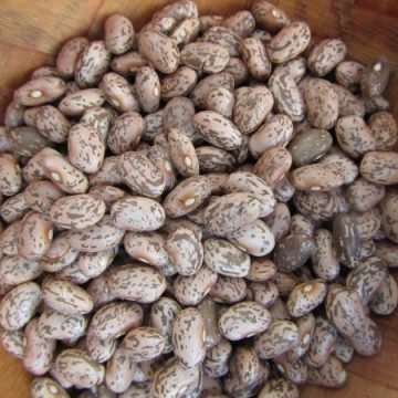 nodak pinto bean seeds