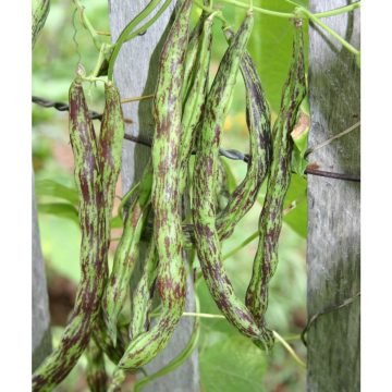 rattlesnake pole bean seeds