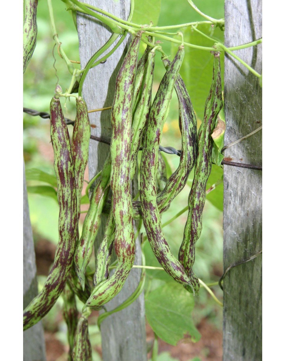rattlesnake pole bean seeds