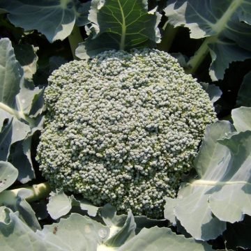 umpqua broccoli seeds