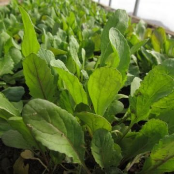 Arugula Salad Green Seeds