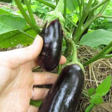 Black Beauty Eggplant Seeds