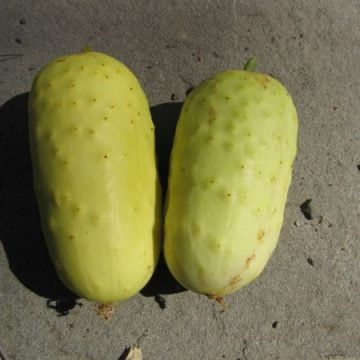 Boothby Blonde Cucumber Seeds