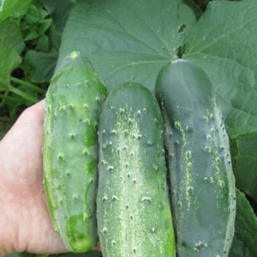 Boston Pickler Cucumber Seeds