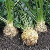 Brilliant Celeriac Seeds