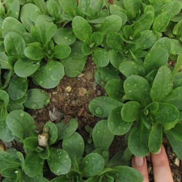 Corn Salad Lambs Lettuce