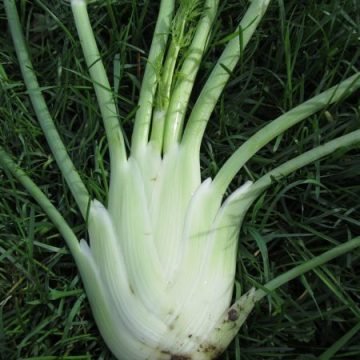 Perfektion Bulbing Fennel Seeds