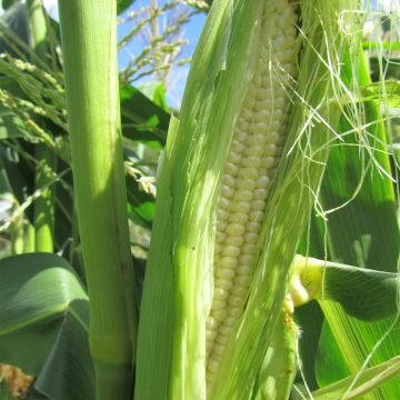 Harmony Sweet Corn Seeds