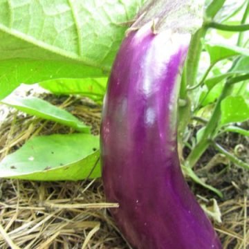 Ping Tung Long Eggplant