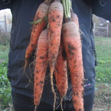 Rolanka Carrot Seeds