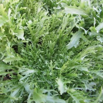 Treffine Maraichere Frisee Endive