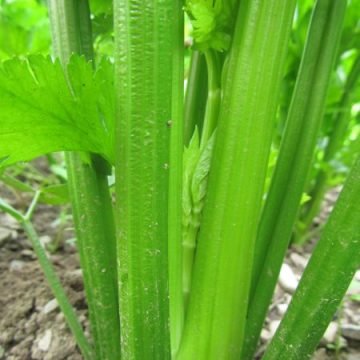 Ventura Celery Seeds