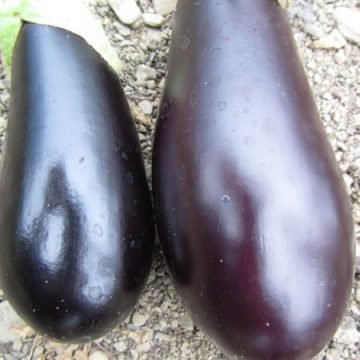 Violetta Lunga Eggplant Seeds