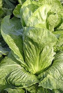 Zuckerhut Sugarloaf Chicory Seeds