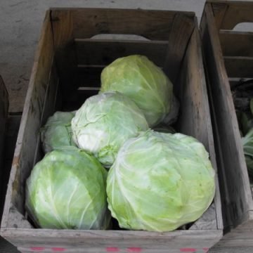 early bird cabbage seeds