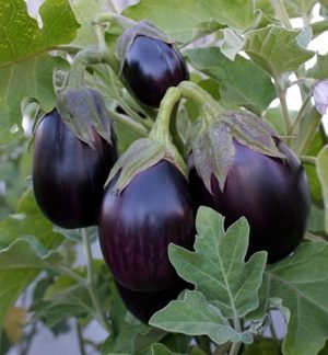 Eggplants
