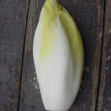 endive belgium