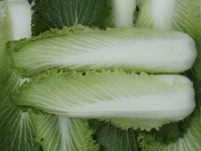 Granat Chinese Cabbage Seeds