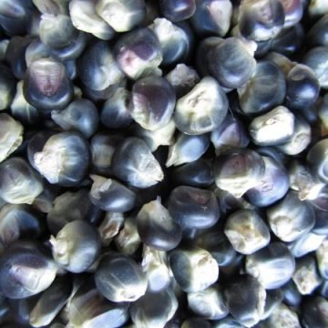 Hopi Blue Corn Seeds