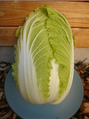 Houshu Chinese Cabbage Seeds