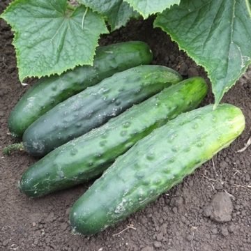 Marketmore 76 Cucumber Seeds