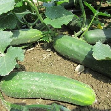 Marketmore 86 Cucumber Seeds