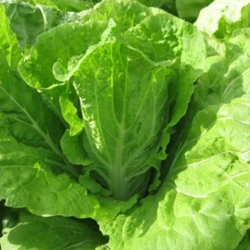 Nozaki Chinese Cabbage Seeds