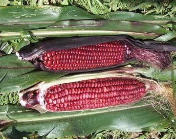 Rose Potpourri Corn Seeds