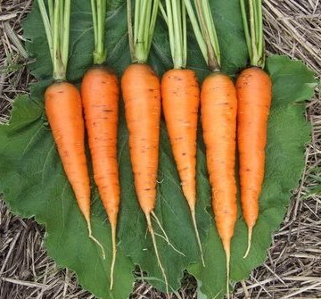 Rodelika Carrot Seeds