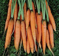 Scarlet Nantes Carrot Seeds